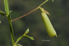 Crotalaria alata